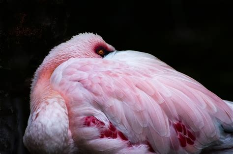 Eyeing You A Pink Flamingo Seems To Give An Evil Eye To The