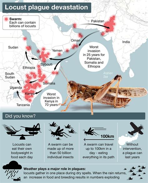 east africa locust swarms as big as cities threaten millions with starvation