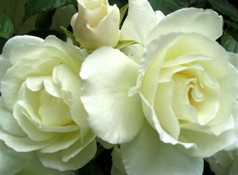 Anisti Ibuno Flowers Iceberg Roses