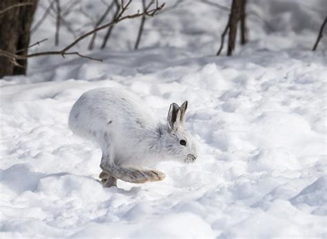 Snowshoe Hare Lepus Americanus Virginianus At Tales From The Trail