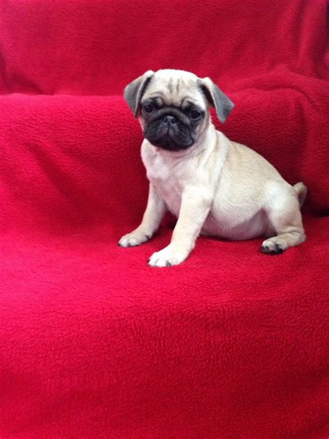 Our pug puppies are bred for the best in health, temperament. Pug Puppies For Sale | Jersey City, NJ #281615 | Petzlover