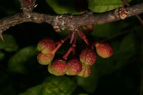 Zanthoxylum Americanum Rutaceae Fruit Lateral Or General Close Up