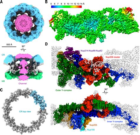 Structure Of Cytoplasmic Ring Of Nuclear Pore Complex By Integrative