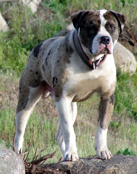 alpha blue blood bulldog  dog breeds mistaken  pit bulls