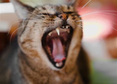 It causes infection and inflammation in the gums and the bone surrounding the tooth erodes, weakening the periodontal ligament that holds the tooth in place. How Much Does a Cat Teeth Cleaning Cost? in 2020 | Teeth ...