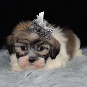 Teacup shih tzu puppies for sale catherinestocker5433. Shih Tzu mix puppies for sale in PA | ShihTzu Mixed Puppy ...
