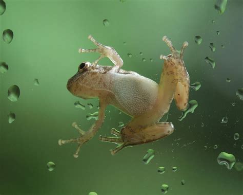 Free frog wallpaper for phone. The Wallpapers: Frog