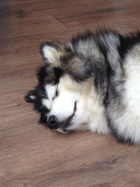 Ziva In Her Morning After A Nights Sleep Pose Malamute Puppies