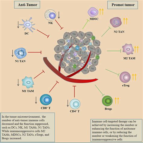 Frontiers Therapeutic Strategies For Gastric Cancer Targeting Immune