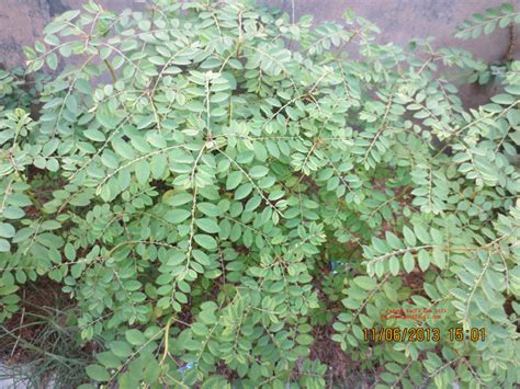 Phyllanthus Rheedei Efloraofindia