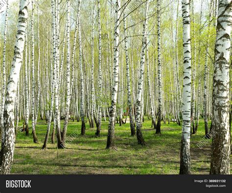 Green Birch Forest Image And Photo Free Trial Bigstock