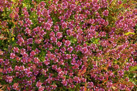 Red Creeping Thyme 🌿 ️ Transform Your Garden With This Aromatic And