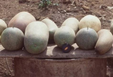 Rbcmhome The Ethnobotany Of Some Chinese Melons Tourism Victoria