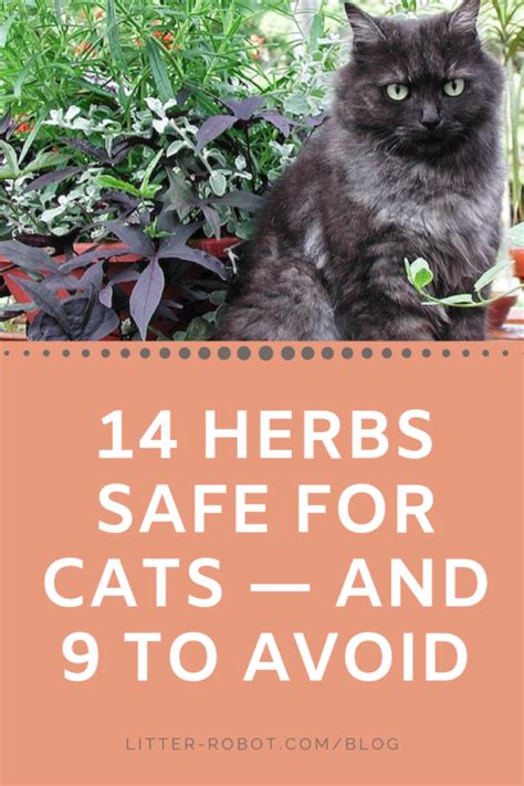 Cat Safe Plants Cat Plants Plants Pet Friendly Cat Friendly Indoor