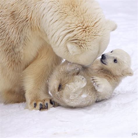 Very Cute Bear Cute Polar Bear Polar Bear Baby Polar Bears