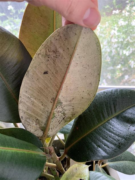 Pruning Ficus Decora Leaf Spots And Dead Tips Gardening