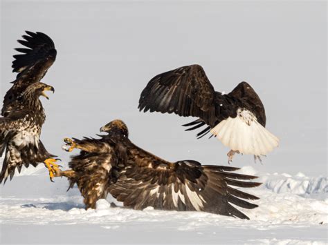 Bald And Golden Eagle Fight Us Geological Survey