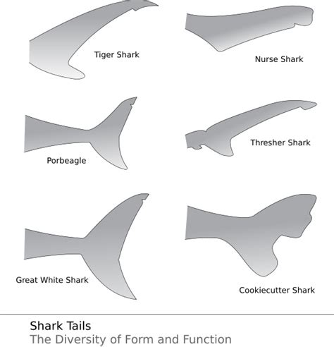 Shark Tails Shark Facts And Information
