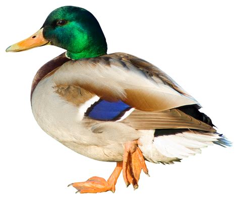 Duck Png Photo Download Transparent Duck Png For Free On