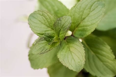 How To Grow And Care For Chocolate Mint