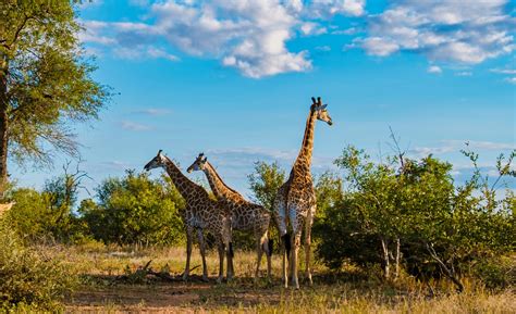 The Best Time To Visit Kruger National Park Kruger Gate Hotel