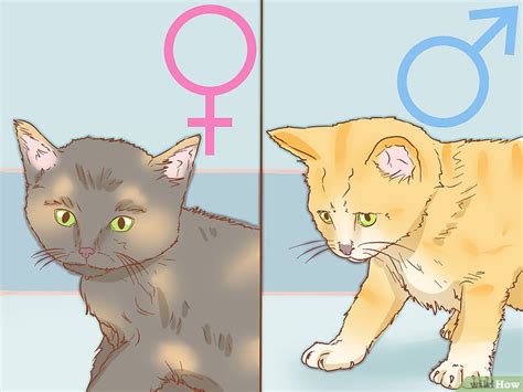 猫の性別を見分ける方法 7 ステップ 画像あり Wikihow