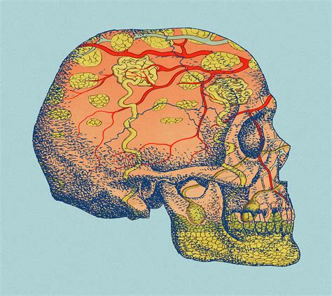 Human Skull Drawing By Csa Images Fine Art America