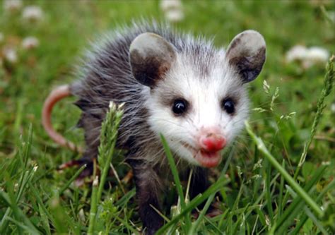 Virginia Opossum Didelphis Virginiana The Lodge On Little St