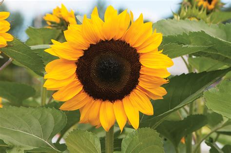 Helianthus Annuus Procut® Orange Sunflower