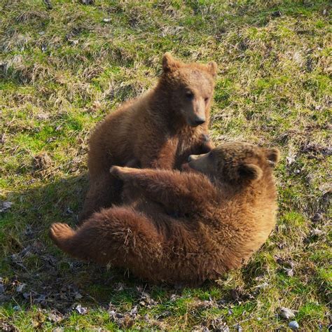 Baby Bears Of Bern Play Fighting Rebecca Sheridan Flickr