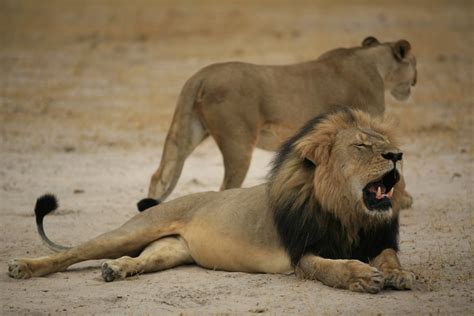 Cecil The Lion Dentist Reportedly Hires Security Firm To Guard Florida