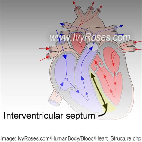 Interventricular Septum Heart Structure
