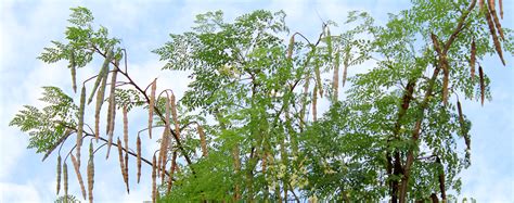 How To Care For The Miraculous Moringa Tree