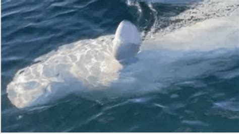 Watch World Famous Beluga Whale Greets Volunteers With Swim By High Five