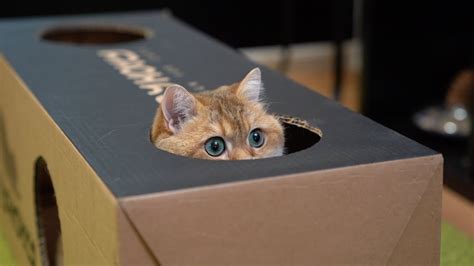 Why Do Cats Love Hiding In Cardboard Boxes So Much Boing Boing