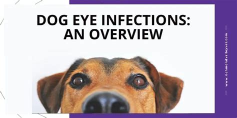 Dog Eye Infections An Overview Richmond Valley Veterinary Practice