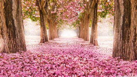 Road To Heaven Beautiful Nature Wallpaper For Desktop Free Download