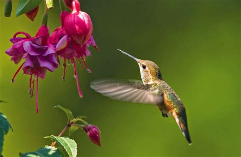Flower Hummingbird Widescreen Wallpapers 76224 Baltana