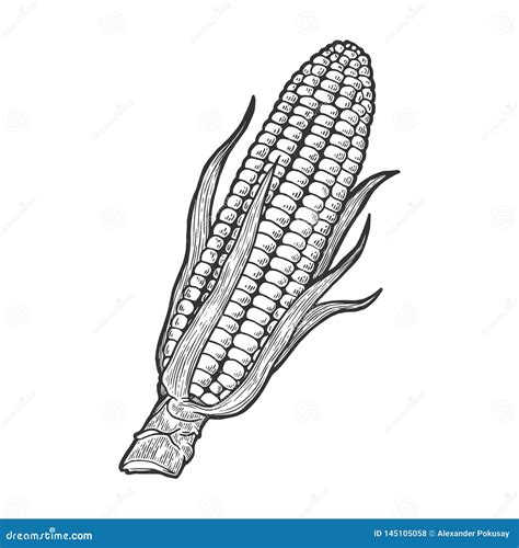 Corn Maize Sketch Engraving Vector Illustration Stock Vector