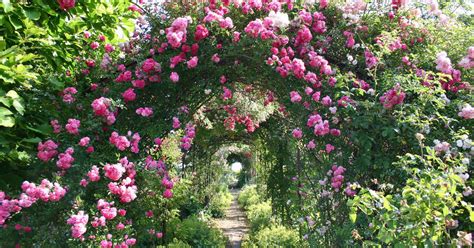 Es gibt viele gründe, warum rosen in ihrem blumengarten nicht fehlen sollten und viele hobbygärtner unsere rosenneuheiten wie zum beispiel strauchrosen kaufen. Kletterrosen: Die besten Sorten für Rosenbögen - Mein ...