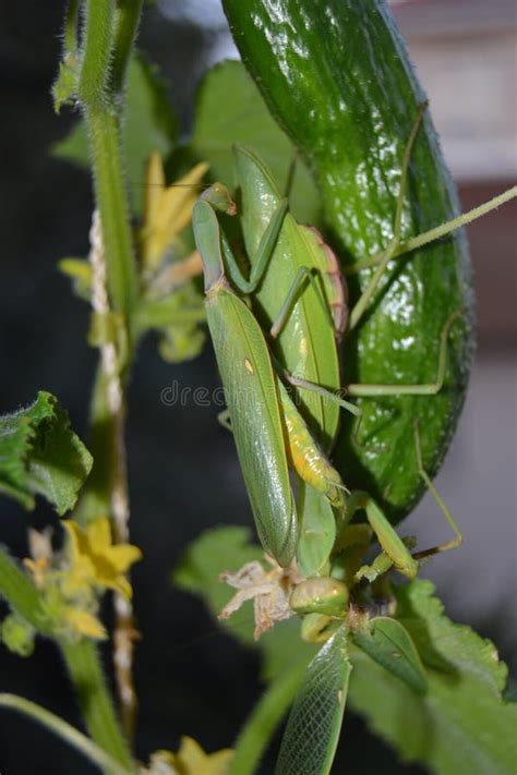 Female Praying Mantis Eating Male After Mating On Cucumber Stock Image