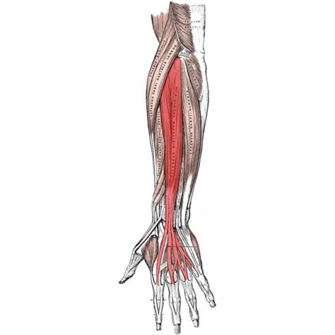 Humerus Anatomy Muscle Attachment