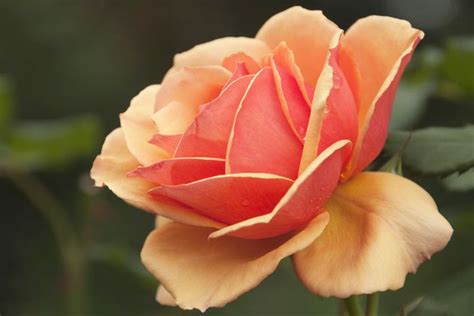 Rosa Annas Promise Grandiflora Rose