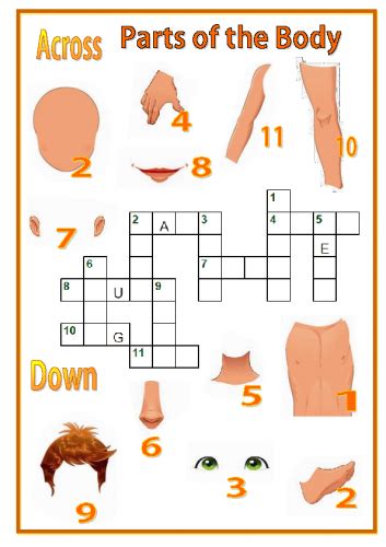 Crossword Parts Of The Body My English Printable Worksheets
