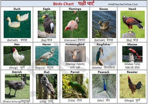 Hindi Charts For Kids पक्षी Birds Hinditeacheronlinecom