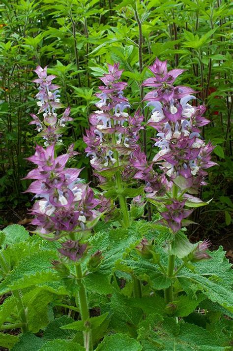 Biennial Herb Flower Salvia Sclarea Clary Sage 200 Seeds Garden And Patio