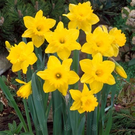 Buy Daffodil Dutch Master Trumpet Daffodil Free Delivery