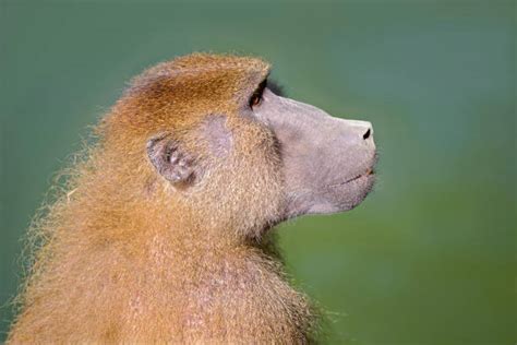Best Monkey Ears Stock Photos Pictures And Royalty Free Images Istock