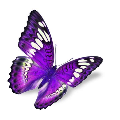 Real Purple Butterfly Pictures