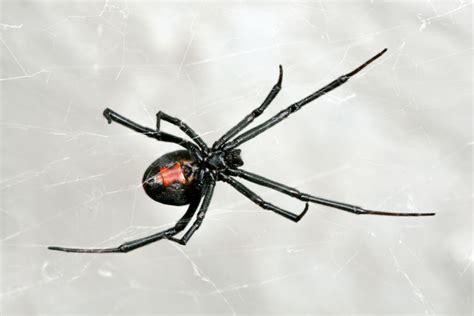 Poisonous Spiders In Ny Exterminators Serving Albany To Plattsburgh
